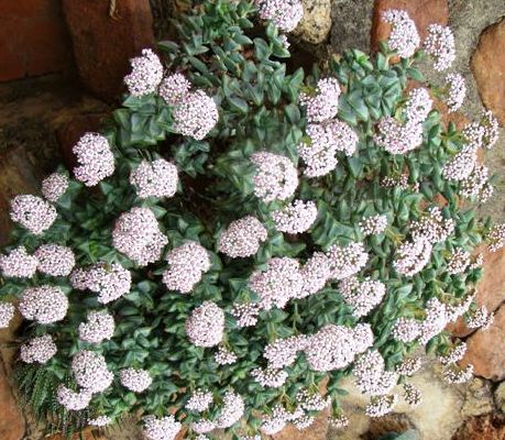 Crassula rupestris in bloom; Photographed by Ricky Mauer in August